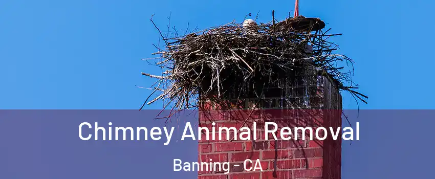  Chimney Animal Removal Banning - CA