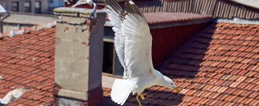 Residential Chimney Animal Removal Solution in Banning, CA