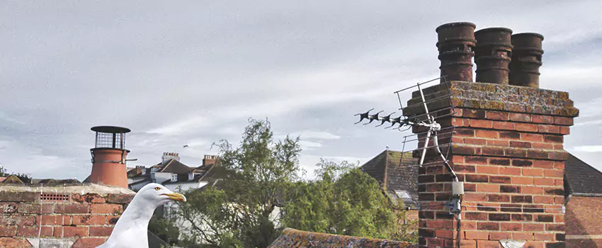 Chimney Cleaning And Restoration in Banning, California